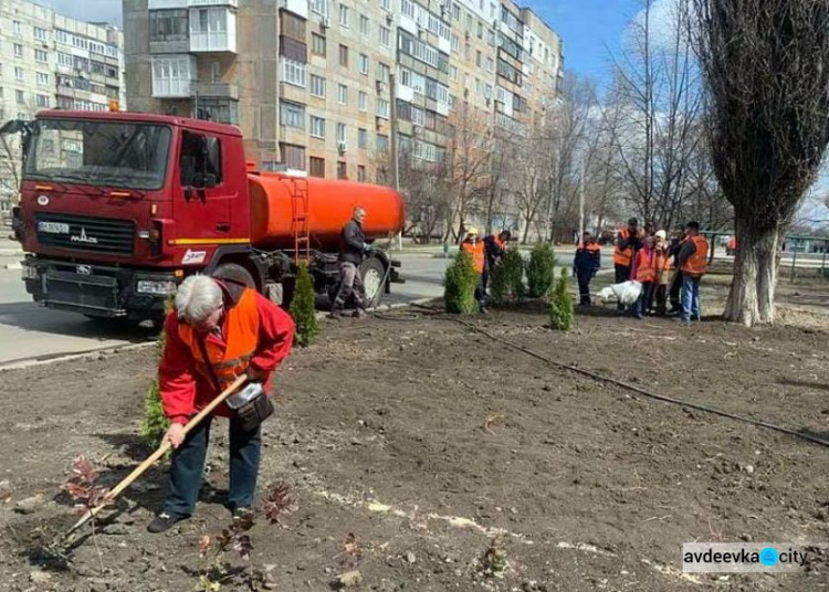 В Авдіївці комунальники озеленяють вулиці самшитом та ялівцем