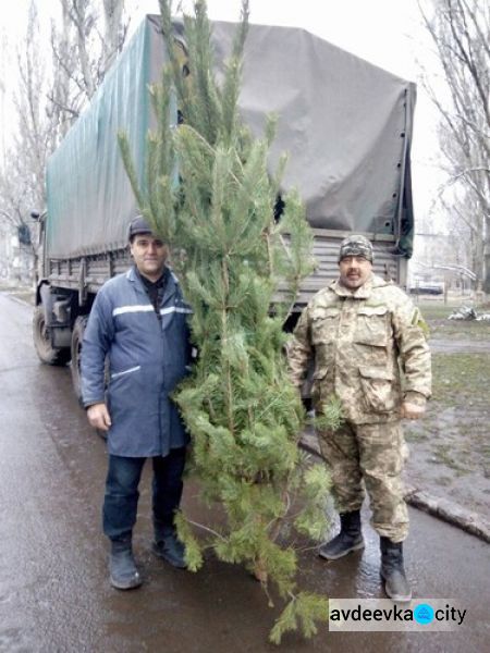 В Авдеевке елки «кусаются» и дарятся