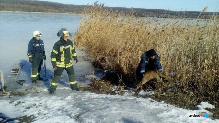 На Донетчине вызволили из ледяного плена раненую косулю (ФОТОФАКТ)