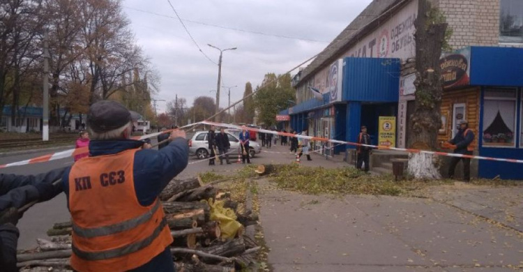 Коммунальщики спилили дерево в центре Авдеевки:  многие горожане недовольны (ФОТО)