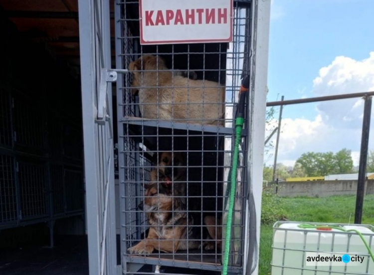 В Авдіївці триває стерилізація безпритульних тварин