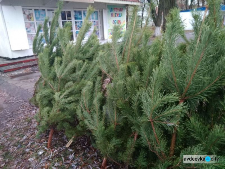 Новогодние красавицы в Авдеевке: стоимость, нюансы выбора и секреты долгой жизни деревьев (ФОТО)