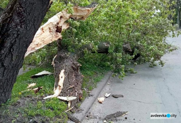 Комунальники Авдіївки закликають городян повідомляти про аварійні дерева