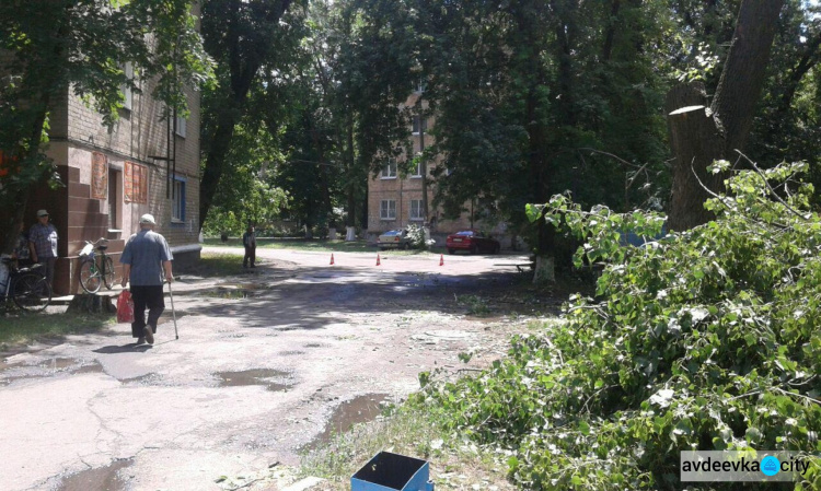 Обрезка деревьев Авдеевке в самом разгаре (ФОТОФАКТ)