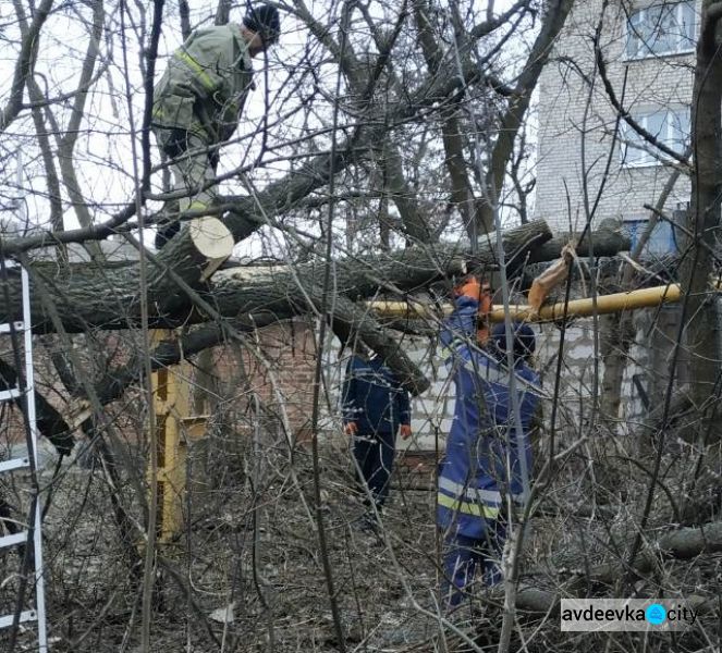 Шквальный ветер валил деревья в Донецкой области (ФОТО)