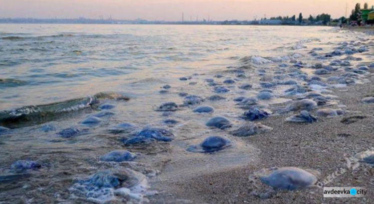 Ученые рассказали, почему в Азовском море стало много медуз