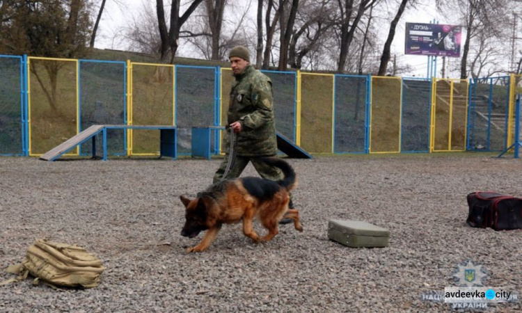 Четвероногие помощники находят на Донетчине оружие и взрывчатку (ФОТО)